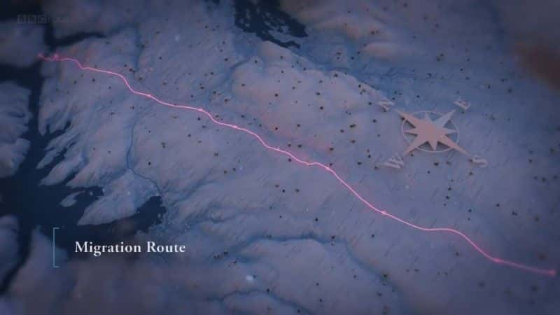 ¼Ƭȫϴѱ¹Ǩ (BBC) All Aboard: The Great Reindeer Migration (BBC)1080P-Ļ/Ļ