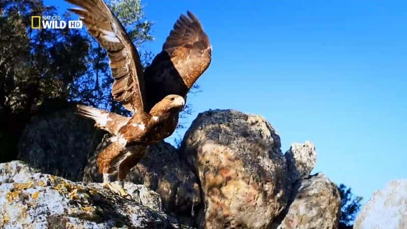 ¼ƬWildMedĵкɭ WildMed: The Last Mediterranean ForestĻ/Ļ