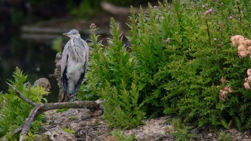 纪录片《2017 年秋季观察 Autumnwatch 2017》[无字][BT][DVD]资源下载