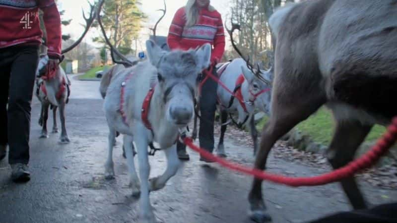 ¼ƬСѱ¹ĵһʥ A Baby Reindeer's First Christmas1080Pȫ1-Ļ/Ļ