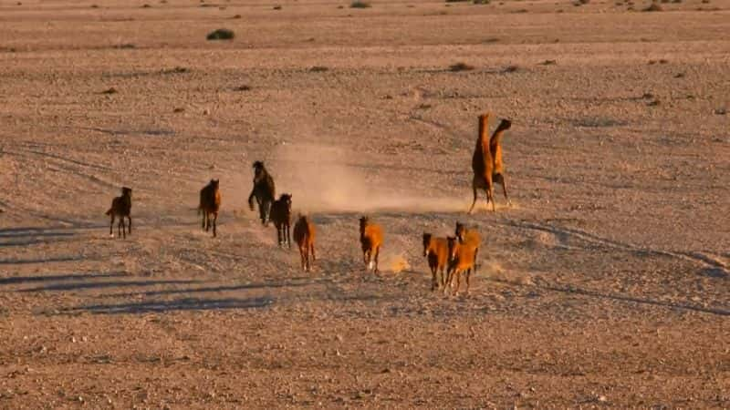 ¼Ƭ޿ҰײɳĮ Africas Wild West: Stallions of the Namib Desert1080P-Ļ/Ļ