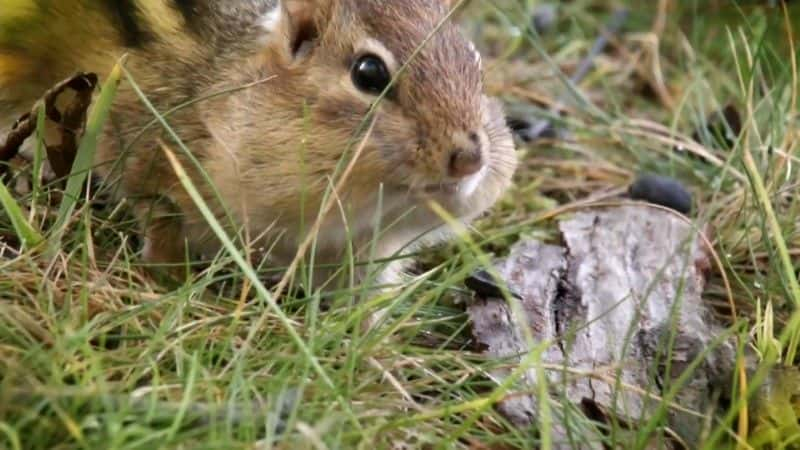 ¼Ƭ2018 ＾۲ Autumnwatch 20181080P-Ļ/Ļ