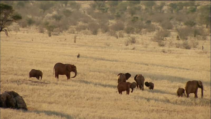 ¼Ƭž Animal Reunions1080P-Ļ/Ļ