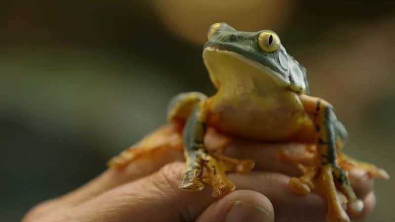 ¼Ƭյ (BBC) Attenborough's Fabulous Frogs (BBC)1080P-Ļ/Ļ