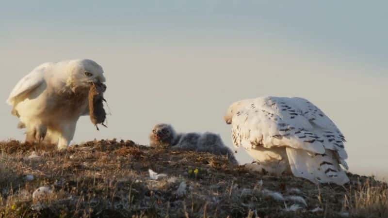 ¼ƬĹ£ѩ^ó A Winter's Tale: The Journey of the Snowy OwlsĻ/Ļ