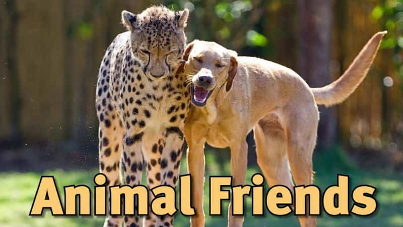 ¼Ƭ涯ѣϵ 1 Amazing Animal Friends: Series 11080P-Ļ/Ļ