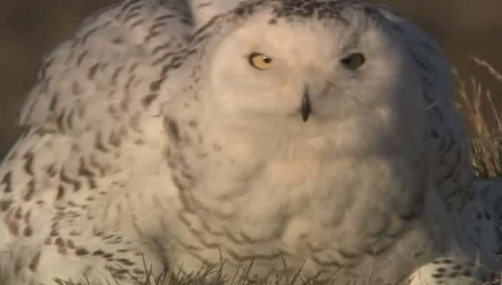 ¼Ƭ- White Falcon - White WolfĻ/Ļ