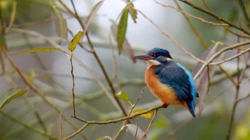 纪录片《赏秋 Autumnwatch 2017》全4集[自然动物][无字幕][1080P][MKV][BT][资源下载]