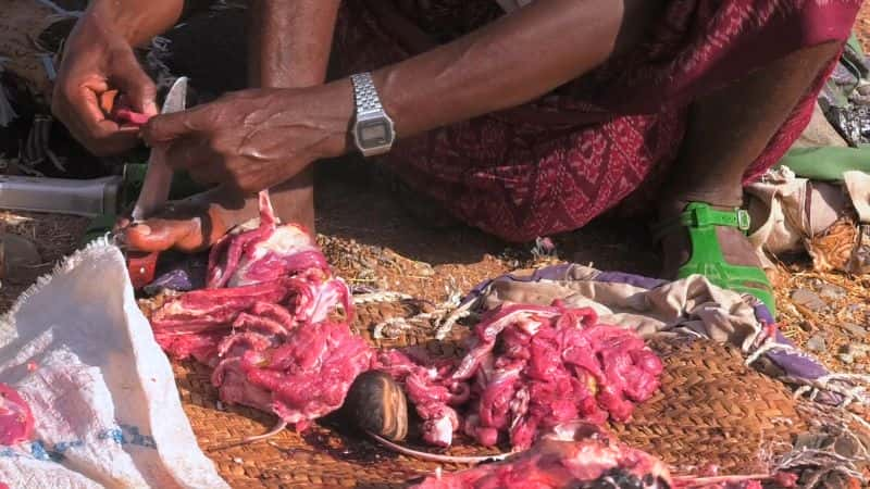 ¼ƬǶİó Arho: The Afar Salt Trade of Northeastern EthiopiaĻ/Ļ