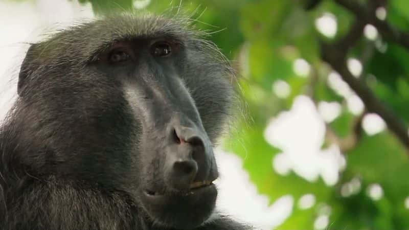 ¼ƬӢ̨ Baboons (ITV)Ļ/Ļ