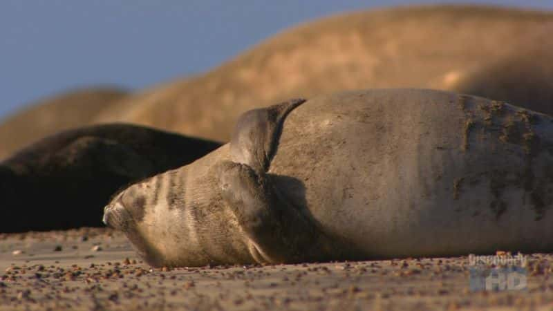 ¼Ƭ͢ Argentinean Seal PupsĻ/Ļ