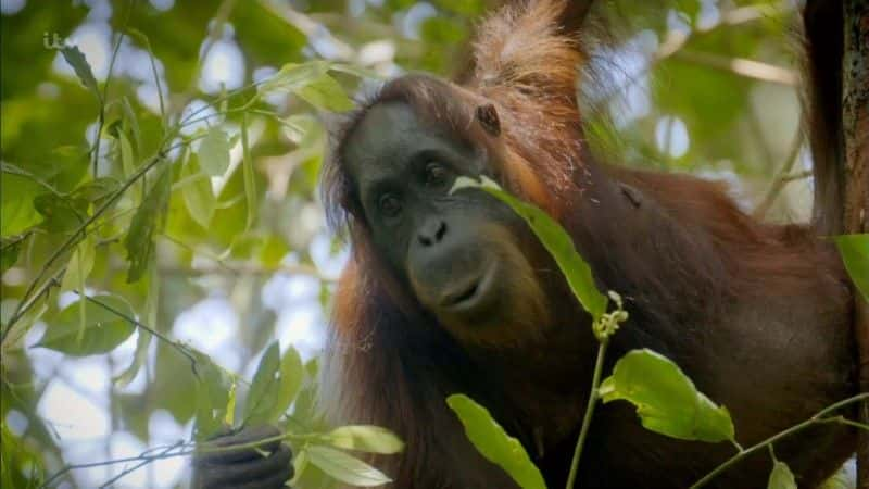 ¼ƬҰ̽ Wild Borneo Adventure1080P-Ļ/Ļ