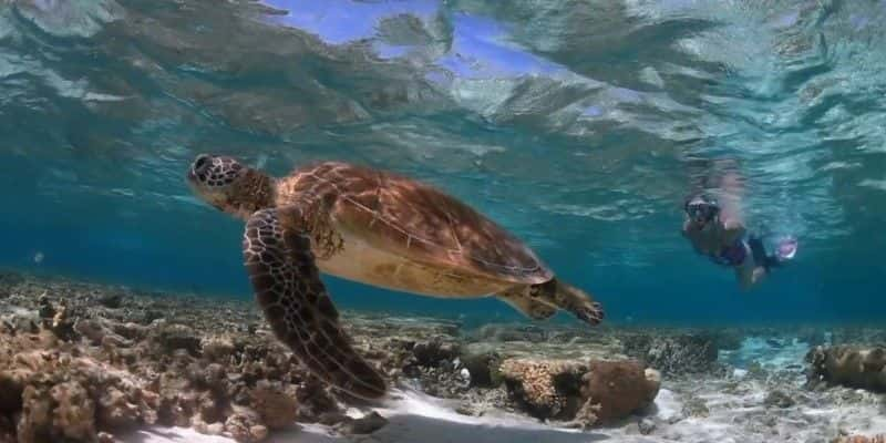 ¼Ƭ󱤽֮ս The Battle for the Great Barrier ReefĻ/Ļ