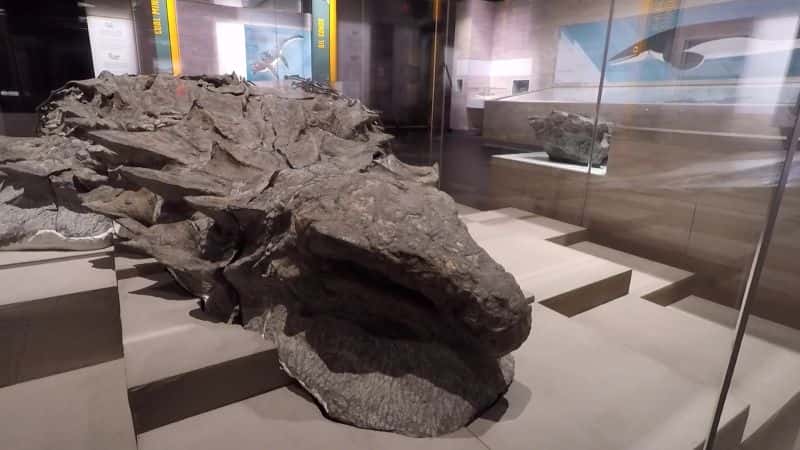 ¼ƬõĿʯ Worlds Best Dinosaur Fossil1080P-Ļ/Ļ