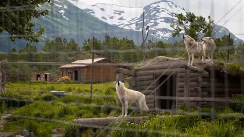 ¼Ƭ˹ӶԮϵ 1 Alaska Animal Rescue: Series 11080P-Ļ/Ļ