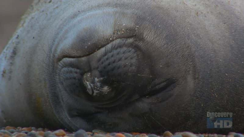 ¼Ƭ͢ Argentinean Seal PupsĻ/Ļ