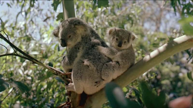 ¼ƬĴǣȵ½ Australia: Land before Timeȫ1-Ļ/Ļ