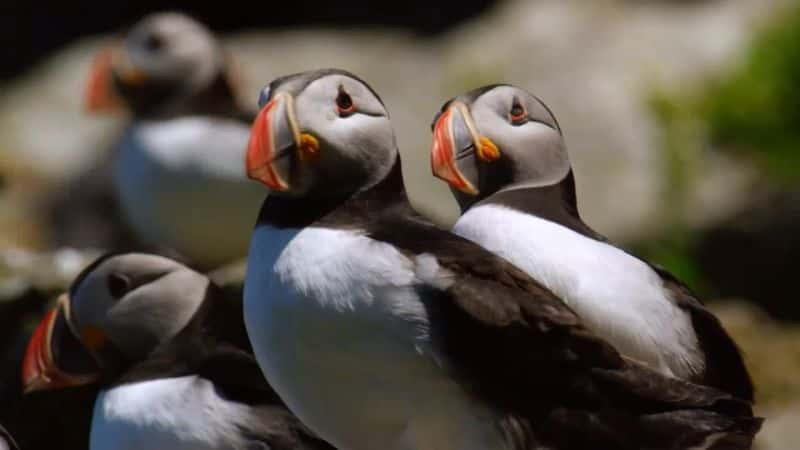 ¼ƬҰıԵ Wild Ireland: The Edge of the Worldȫ1-Ļ/Ļ