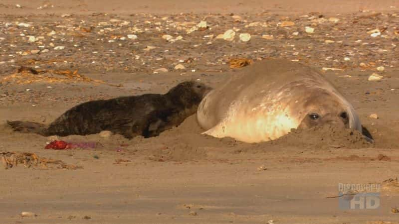 ¼Ƭ͢ Argentinean Seal PupsĻ/Ļ