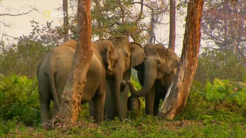 ¼ƬҰӡȣҵ Wild India (National Geographic)Ļ/Ļ