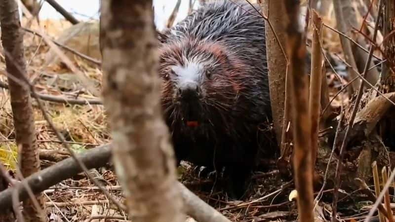 ¼Ƭ˹ά˹˹ά˹ Beaver Las Vegas: Saving the StripĻ/Ļ