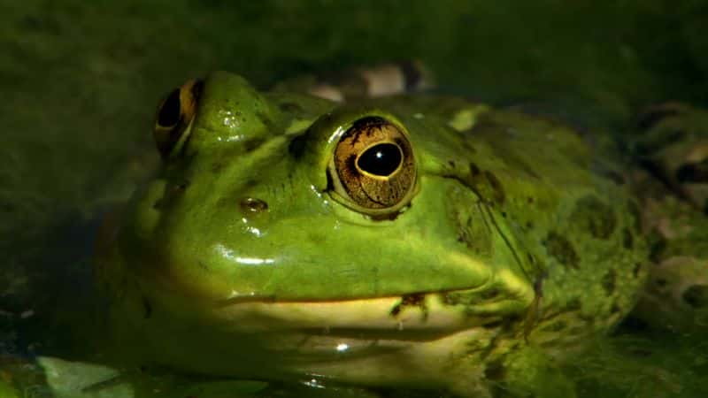 ¼Ƭյ (BBC) Attenborough's Fabulous Frogs (BBC)1080P-Ļ/Ļ