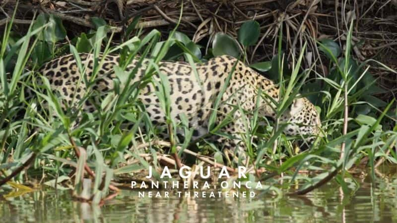 纪录片《动物学狂野：哥斯达黎加的丛林 Animalogic Wild: The Jungles of Costa Rica》[无字][BT][720P]资源下载