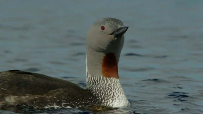 ¼ƬҰȺոά߾ Wild Shetland: Scotland's Viking Frontierȫ1-Ļ/Ļ