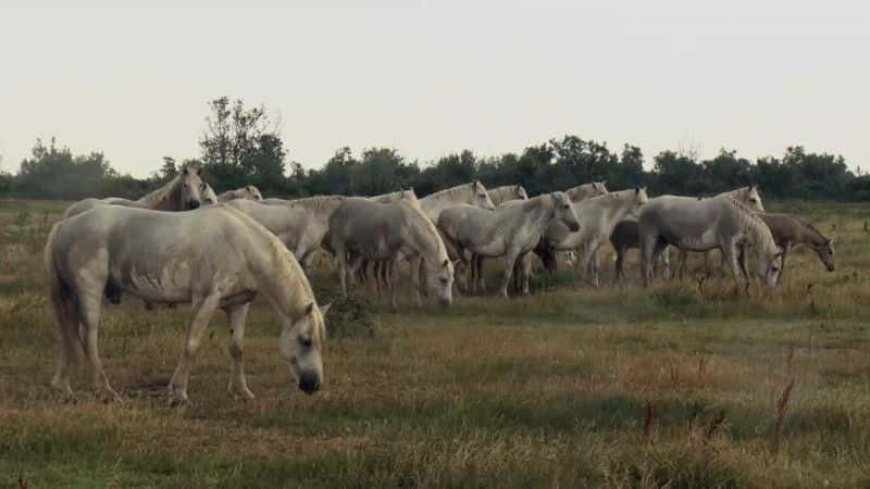 ¼ƬҰ Wild Horses of the Marshes1080P-Ļ/Ļ