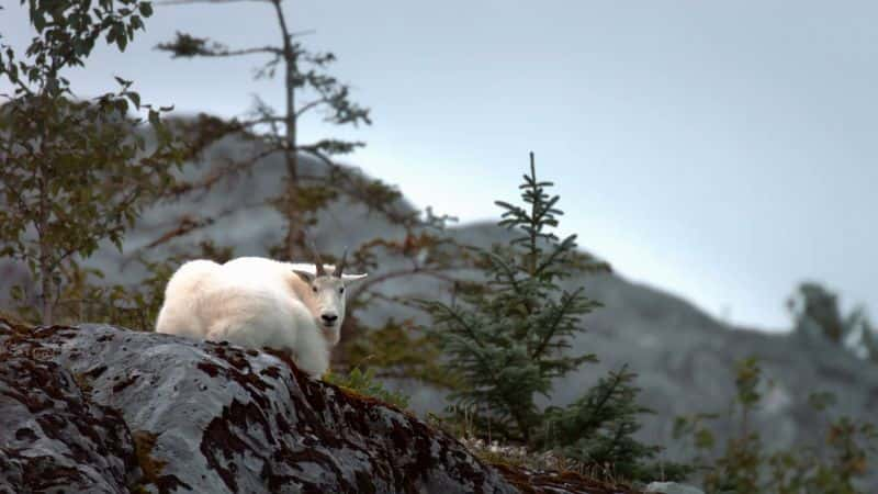 ¼Ƭ˹ӵ Alaskan Summer1080P-Ļ/Ļ