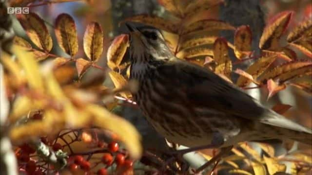 ¼Ƭ2021 ＾۲ؼ Autumnwatch Extras 20211080Pȫ1-Ļ/Ļ