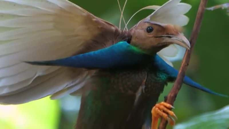 ¼Ƭյ Attenborough's Paradise Birds1080Pȫ1-Ļ/Ļ