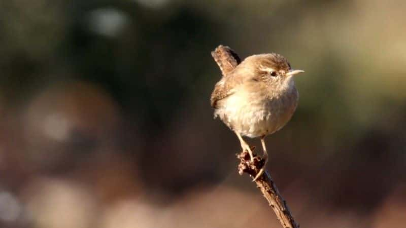 ¼Ƭ2017 궬 Winterwatch 20171080Pȫ4-Ļ/Ļ