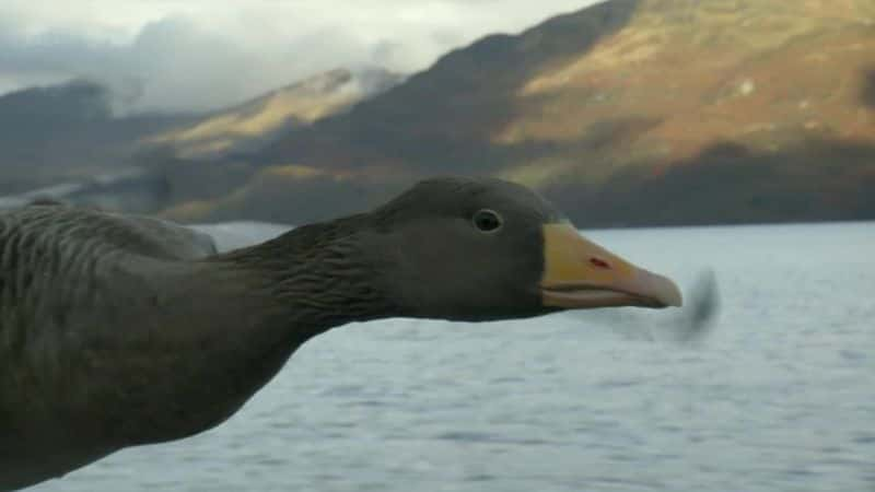 纪录片《艾登堡：野外生活 60 年 Attenborough: 60 Years in the Wild》[无字][BT][720P]资源下载