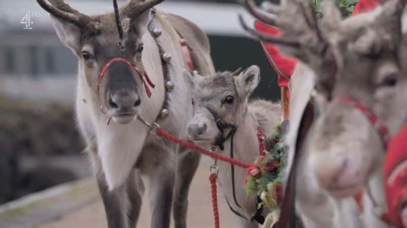 ¼ƬСѱ¹ĵһʥ A Baby Reindeer's First Christmas1080Pȫ1-Ļ/Ļ