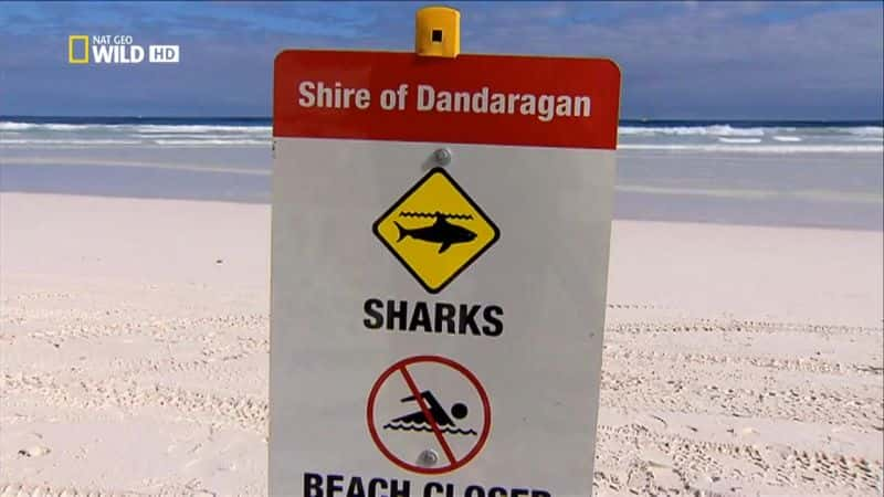 ¼ƬĴĵط㺣 Australia's Deadliest: Shark CoastĻ/Ļ