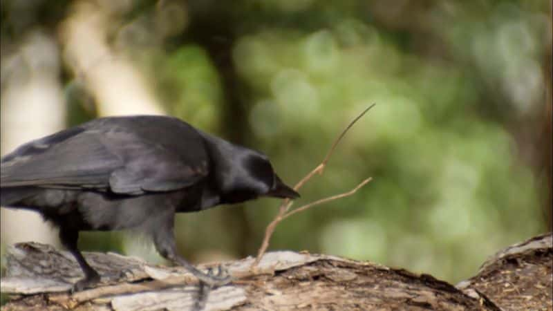 ¼Ƭ๺ԣ԰Ĵǵ Beak and Brain: Genius Birds from Down under1080P-Ļ/Ļ