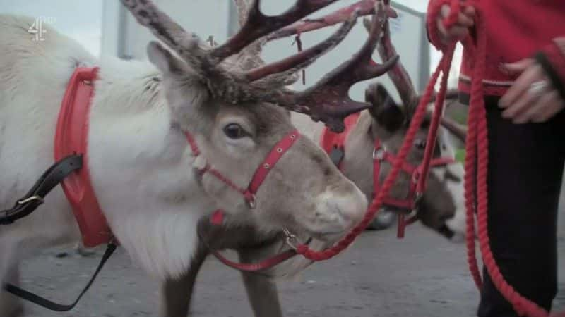 ¼ƬСѱ¹ĵһʥ A Baby Reindeer's First Christmas1080Pȫ1-Ļ/Ļ