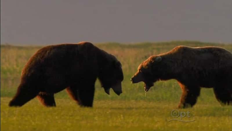 ¼Ƭ߾ Bears of the Last FrontierĻ/Ļ