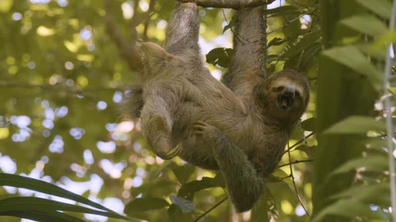 ¼ƬѧҰ˹ӵĴ Animalogic Wild: The Jungles of Costa Rica1080P-Ļ/Ļ