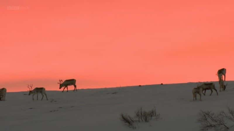 ¼Ƭȫϴѱ¹Ǩ (BBC) All Aboard: The Great Reindeer Migration (BBC)1080P-Ļ/Ļ