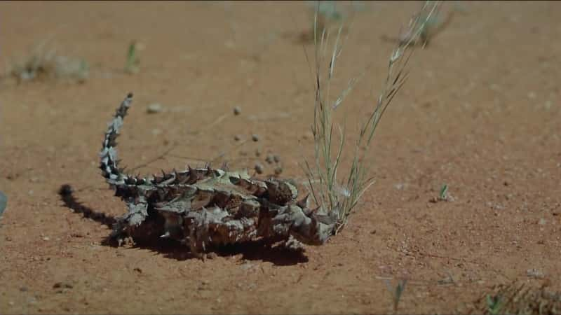 ¼ƬĴǣȵ½ Australia: Land before Timeȫ1-Ļ/Ļ