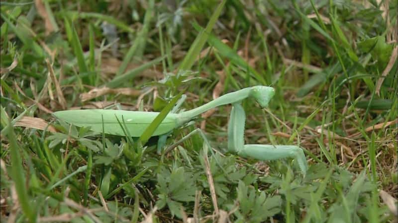 ¼Ƭ -  Alien Insect - Praying Mantisȫ1-Ļ/Ļ