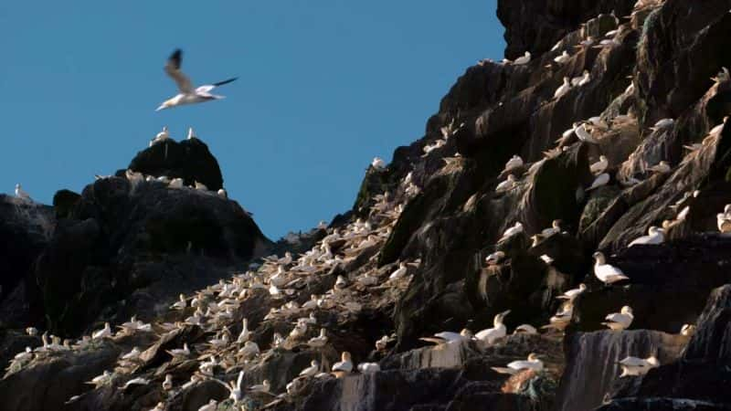 ¼ƬҰıԵ Wild Ireland: The Edge of the Worldȫ1-Ļ/Ļ