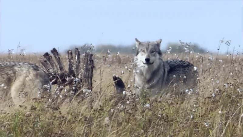 ¼ƬһֻΪ籩 A Wolf Called StormĻ/Ļ