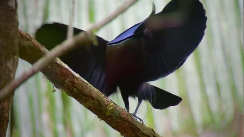 纪录片《阿滕伯勒的天堂鸟 Attenborough's Paradise Birds》[无字][BT][720P]资源下载