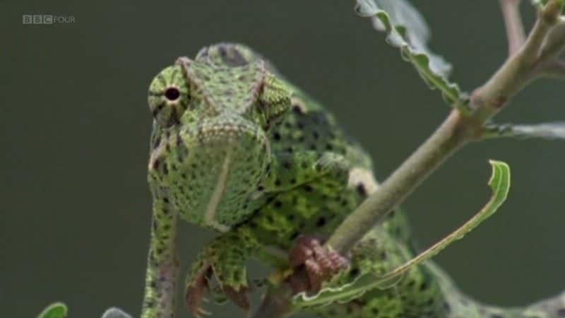 ¼Ƭʿк (BBC) Aristotle's Lagoon (BBC)ȫ1-Ļ/Ļ