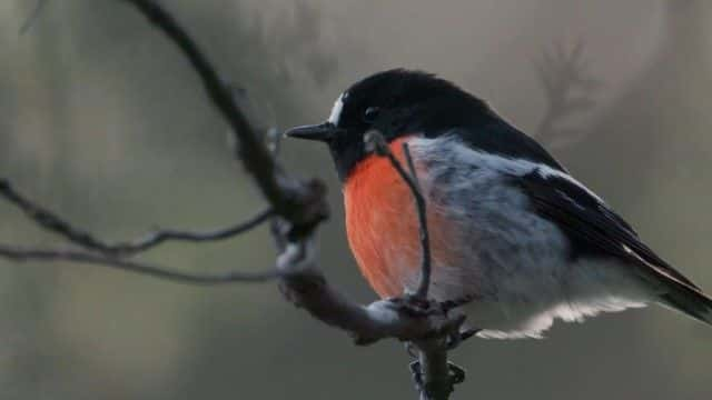 ¼Ƭյĸ漣 Attenborough's Wonder of Song1080Pȫ1-Ļ/Ļ