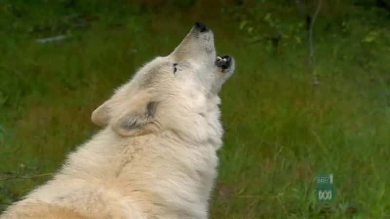 ¼Ƭ˭´Ұ Whos Afraid of the Big Wild Wolf1080P-Ļ/Ļ