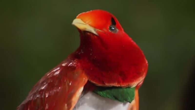 纪录片《阿滕伯勒的天堂鸟 Attenborough's Paradise Birds》[无字][BT][720P]资源下载